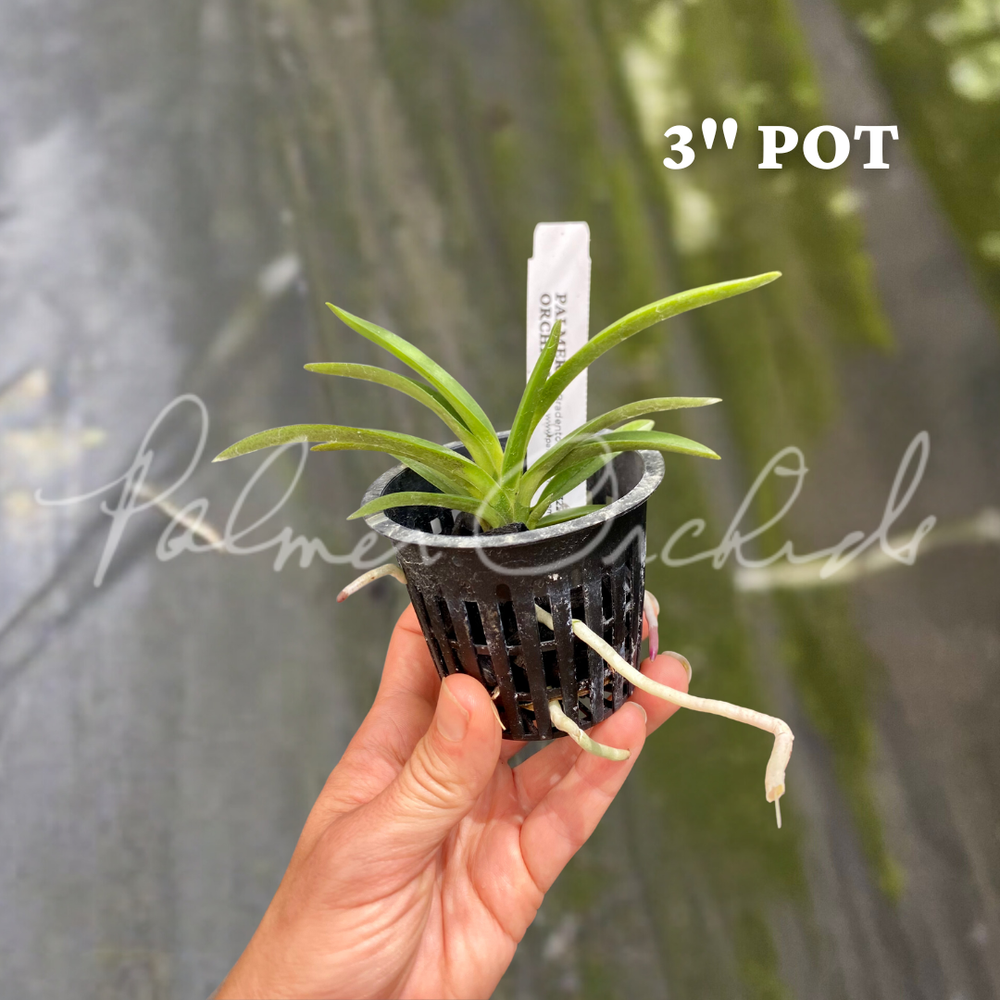 Neofinetia falcata — Palmer Orchids